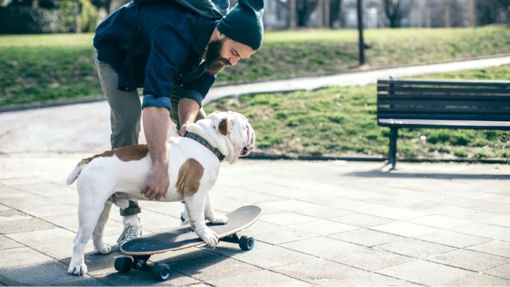 How hard is it to teach a dog to skateboard